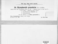 Mycosphaerella ribis image